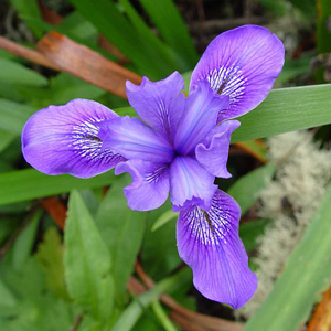 Iris flower