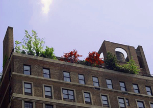 Garden on the rooftop