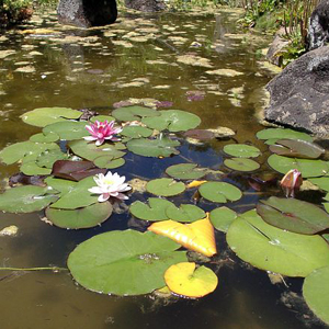 waterlily_s Water Lily