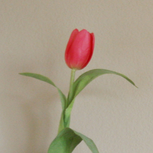 Tulip