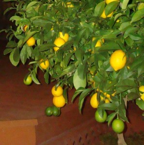 Lemon tree
