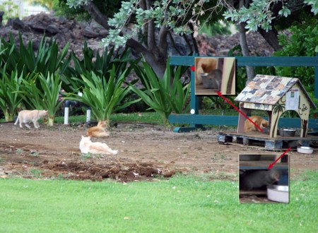 Hawaii - Paradise on Earth