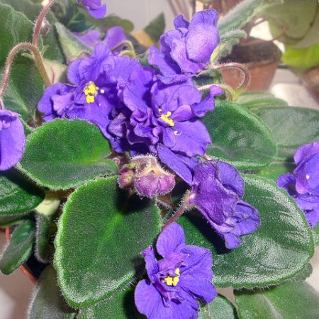violet6s Violets in a pot