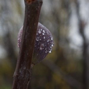 Winter Fig