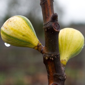 Green Fig