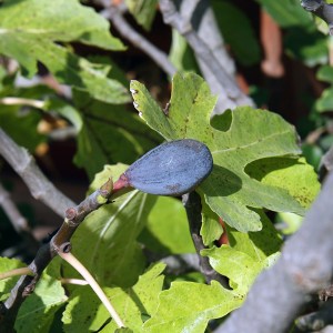 Fig on a tree