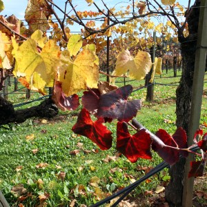 Sonoma Fall 2011 Fall in Sonoma