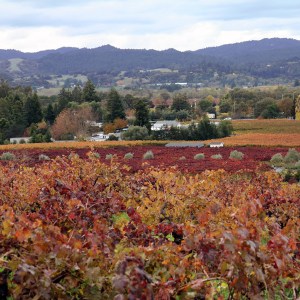 Fall in Sonoma