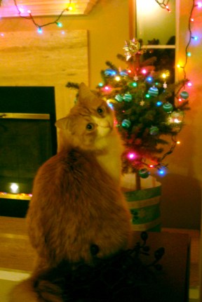 Rusty & Christmas Tree