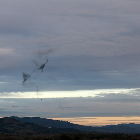 Birds in Sonoma Birds in Sonoma