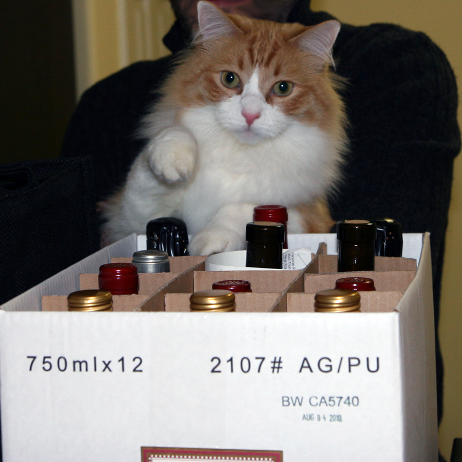Rusty paw inspects wine bottles