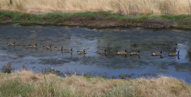 Lemmings Laughs Loves