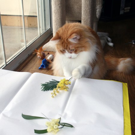 Rusty plays with mimosa Rusty plays with mimosa