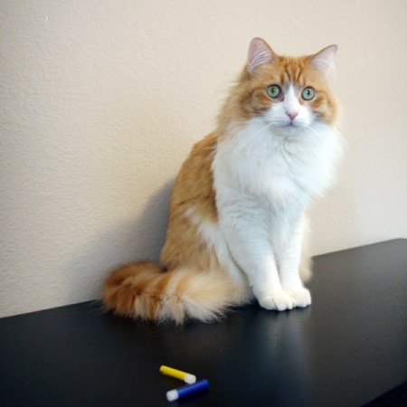 Rusty Testing Rusty Testing