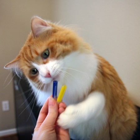 Rusty Testing Rusty Testing