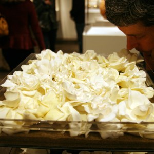 Gardenia petals