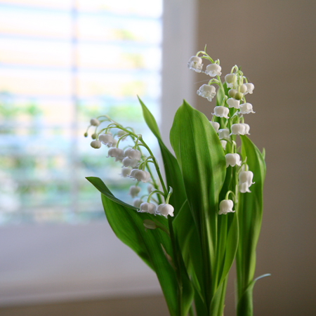 Lily of the valley Lily of the valley