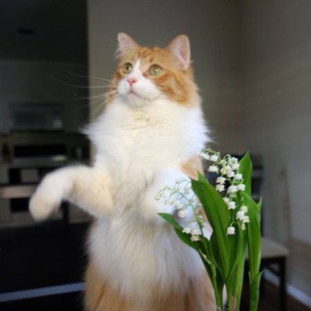 Rusty & lily of the valley Rusty & lily of the valley