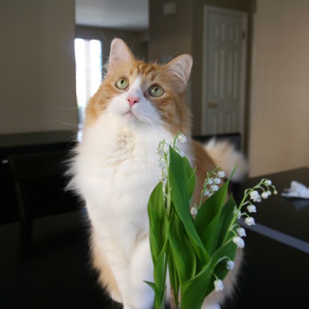 Rusty & lily of the valley Rusty & lily of the valley