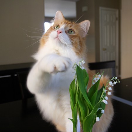 Rusty & lily of the valley Rusty & lily of the valley