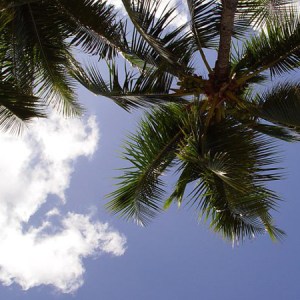 Sky and palm Sky and palm