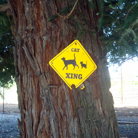 Cat Xing