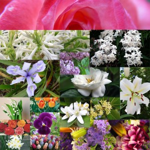 Favorite flowers in perfumes