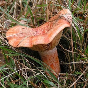 Lactarius deliciosus (Rizhik)