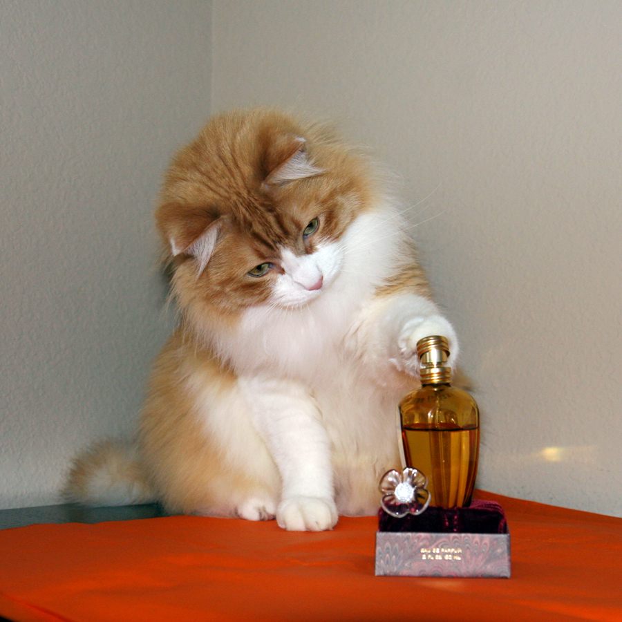 Rusty and Tiempe Passate