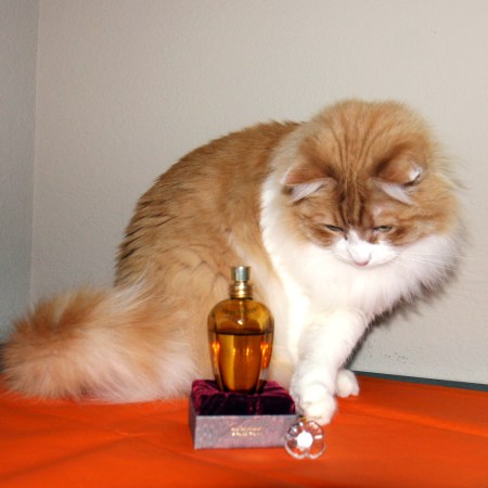 Rusty and Tiempe Passate