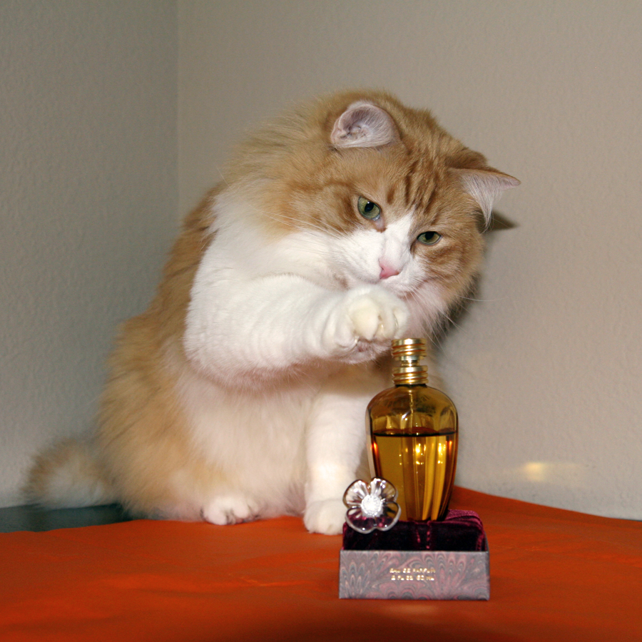 Rusty and Tiempe Passate