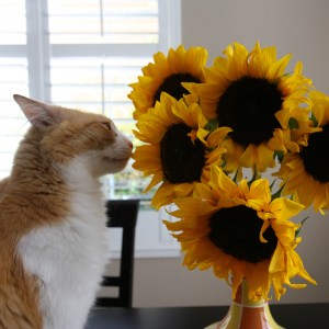 Rusty And Sunflower
