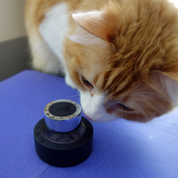 Rusty And Bvlgari Black