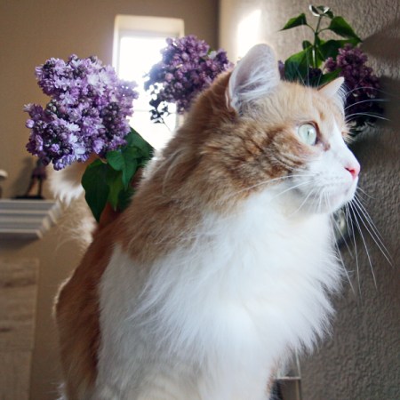 Rusty And Lilacs Rusty And Lilacs