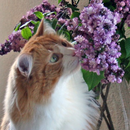 Rusty And Lilacs Rusty And Lilacs