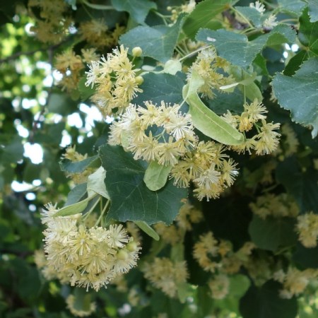 Linden Blossom