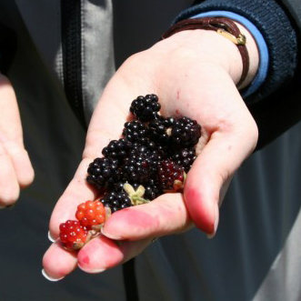 Blackberries