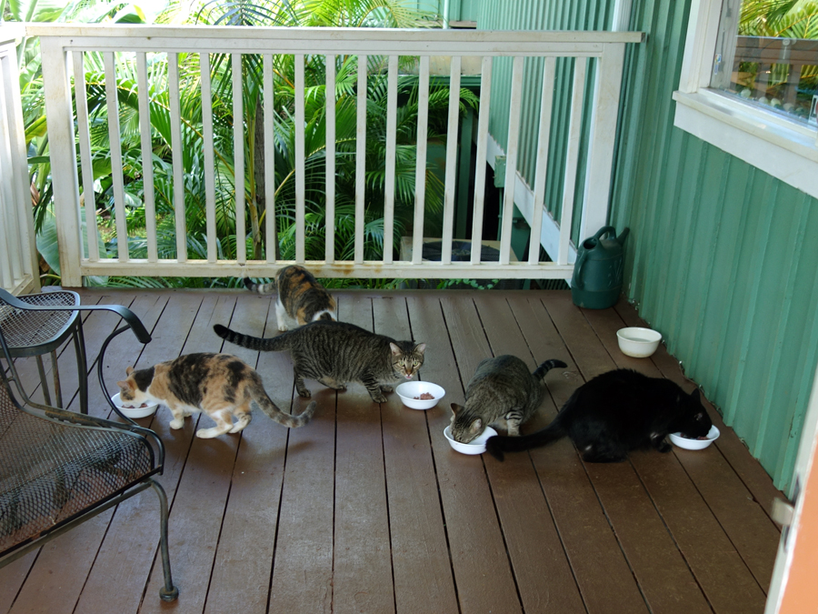 Kauai Feral cats