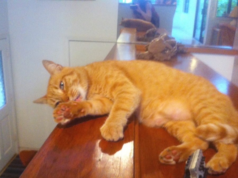 Kauai: Owners orange cat