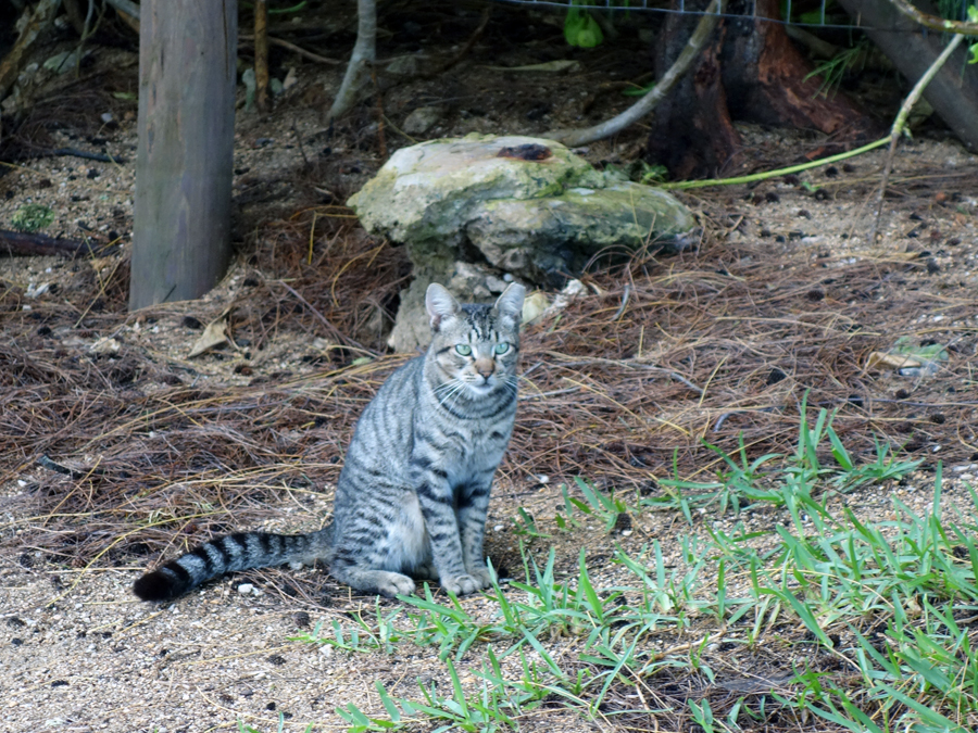 Kauai: Wild cat