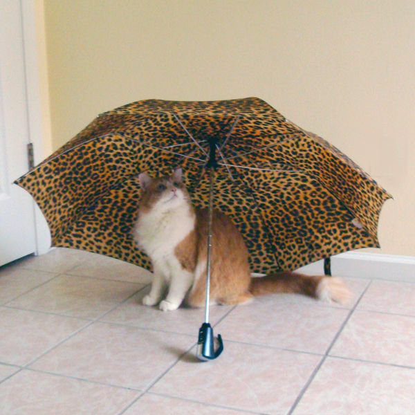 Rusty and umbrella