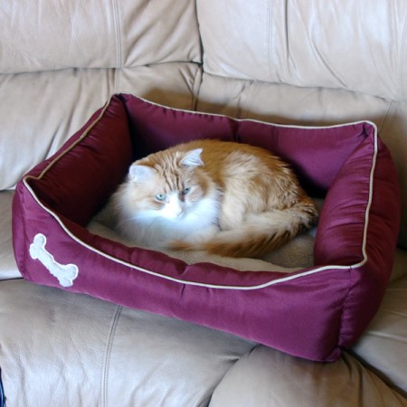 Rusty in His New Bed Rusty in His New Bed