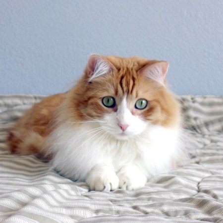 Medium hair orange tabby Medium hair orange tabby