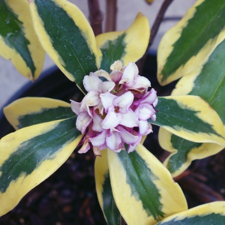 Daphne odora