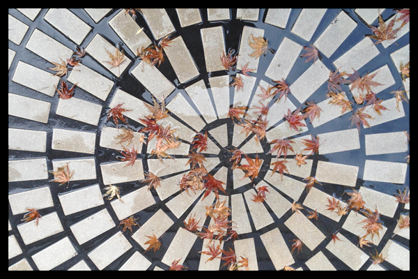 Marple Leaves In Water