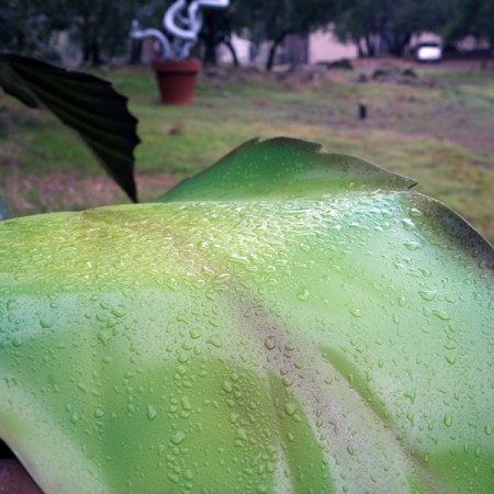 Metal Leaf With Rain Drops
