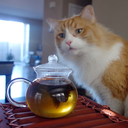 Rusty and Flowering Tea