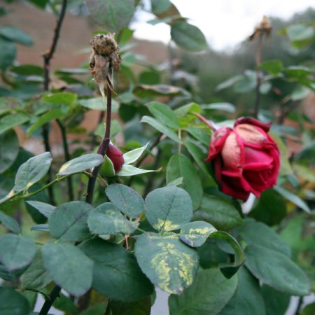 Wilted Rose