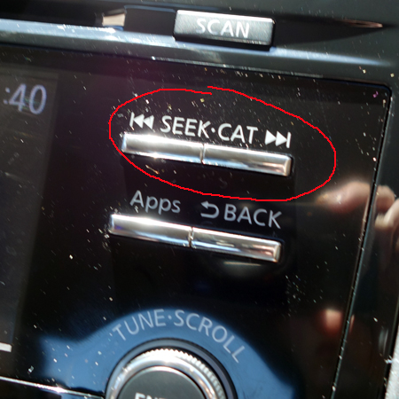 Seek Cat