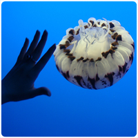 Undina's Hand & Jellyfish